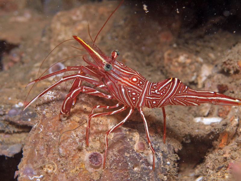 Boxer Shrimp
